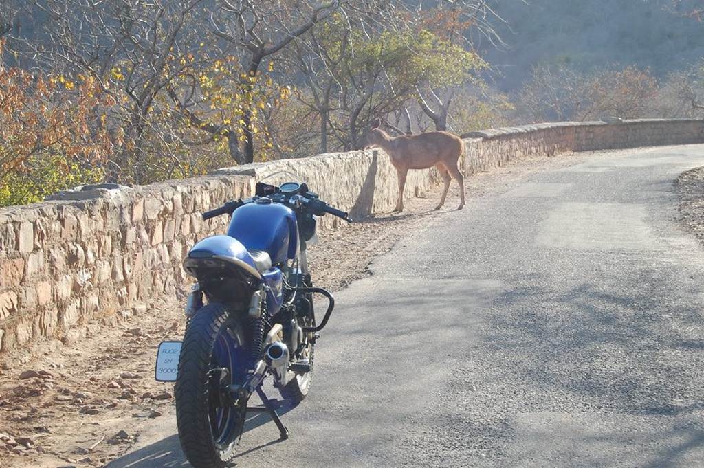Bajaj Pulsar P200GT rear