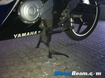 Custom Yamaha R15 Stand
