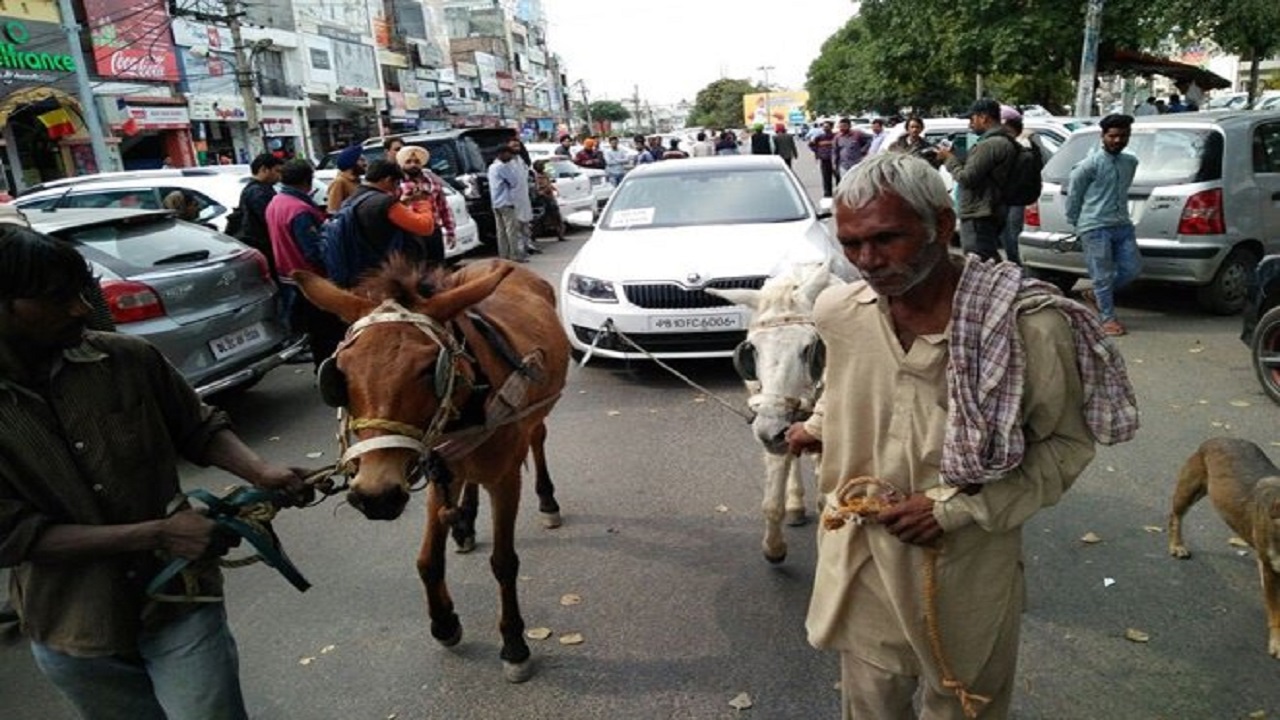 Skoda Octavia Donkey Tow