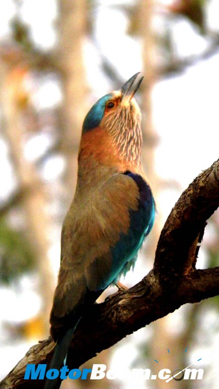 Tata Jungle Experience bird