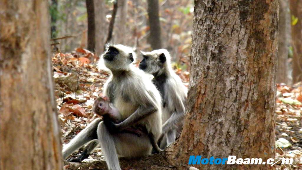 Tata Jungle Experience monkey