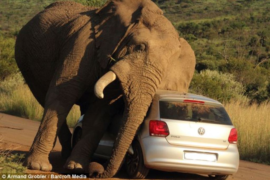 VW-Polo-Scratched-Bull-Elephant-Broken-windscreen